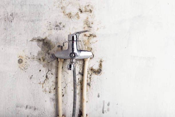 Mold Testing and Removal in Stillwater, MN