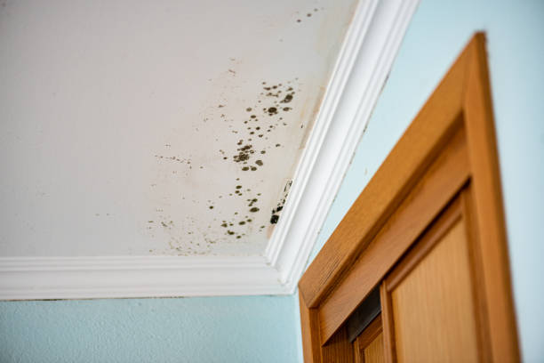 Best Mold Damage Repair  in Stillwater, MN