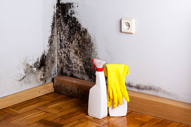 Best Toxic Mold Removal  in Stillwater, MN